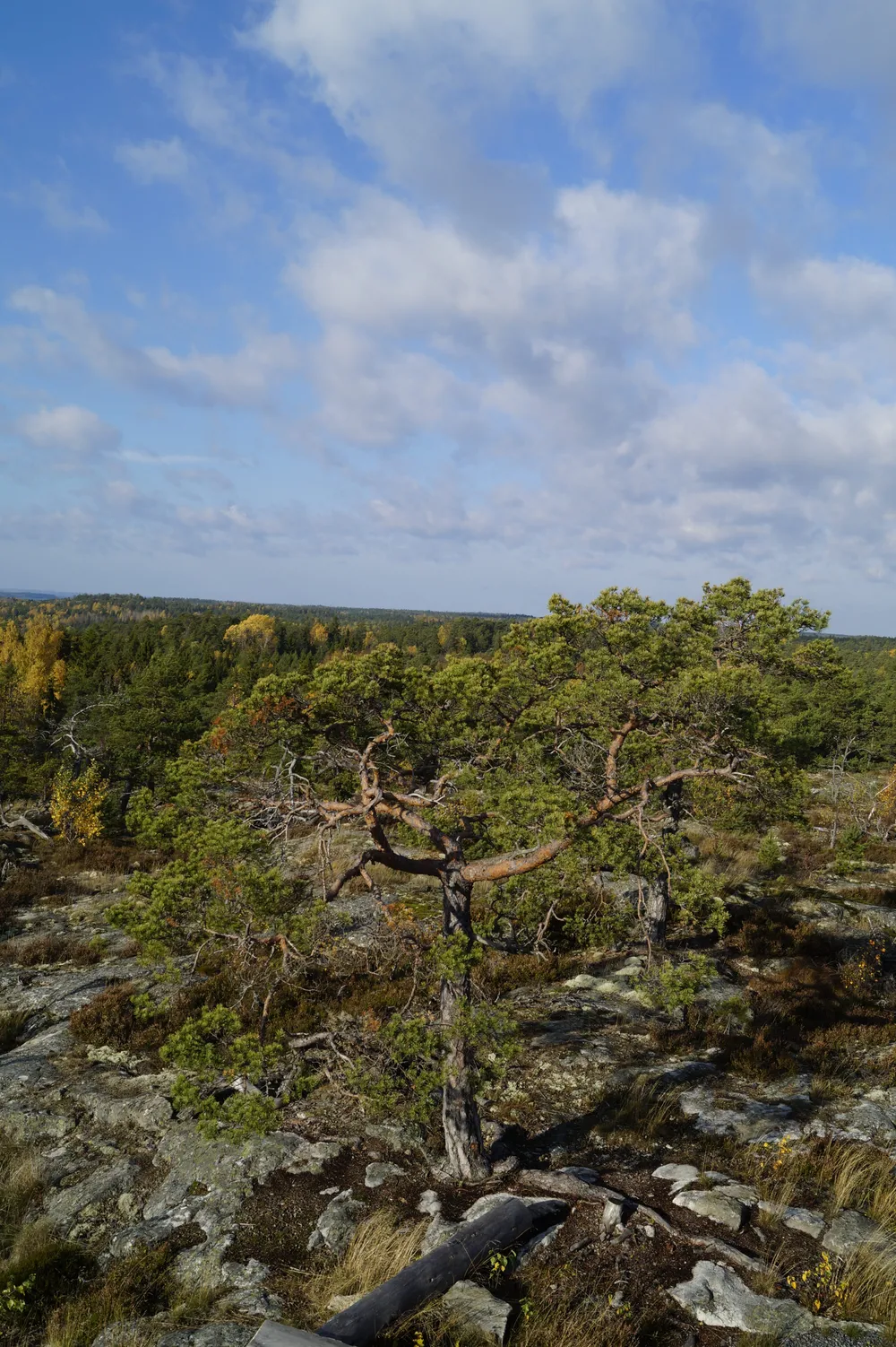 Purunpään Laavu