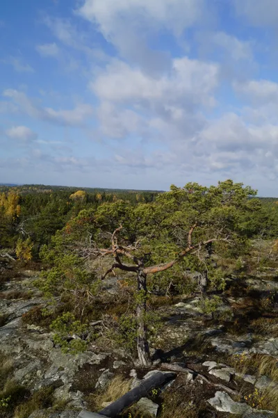 Purunpään Laavu