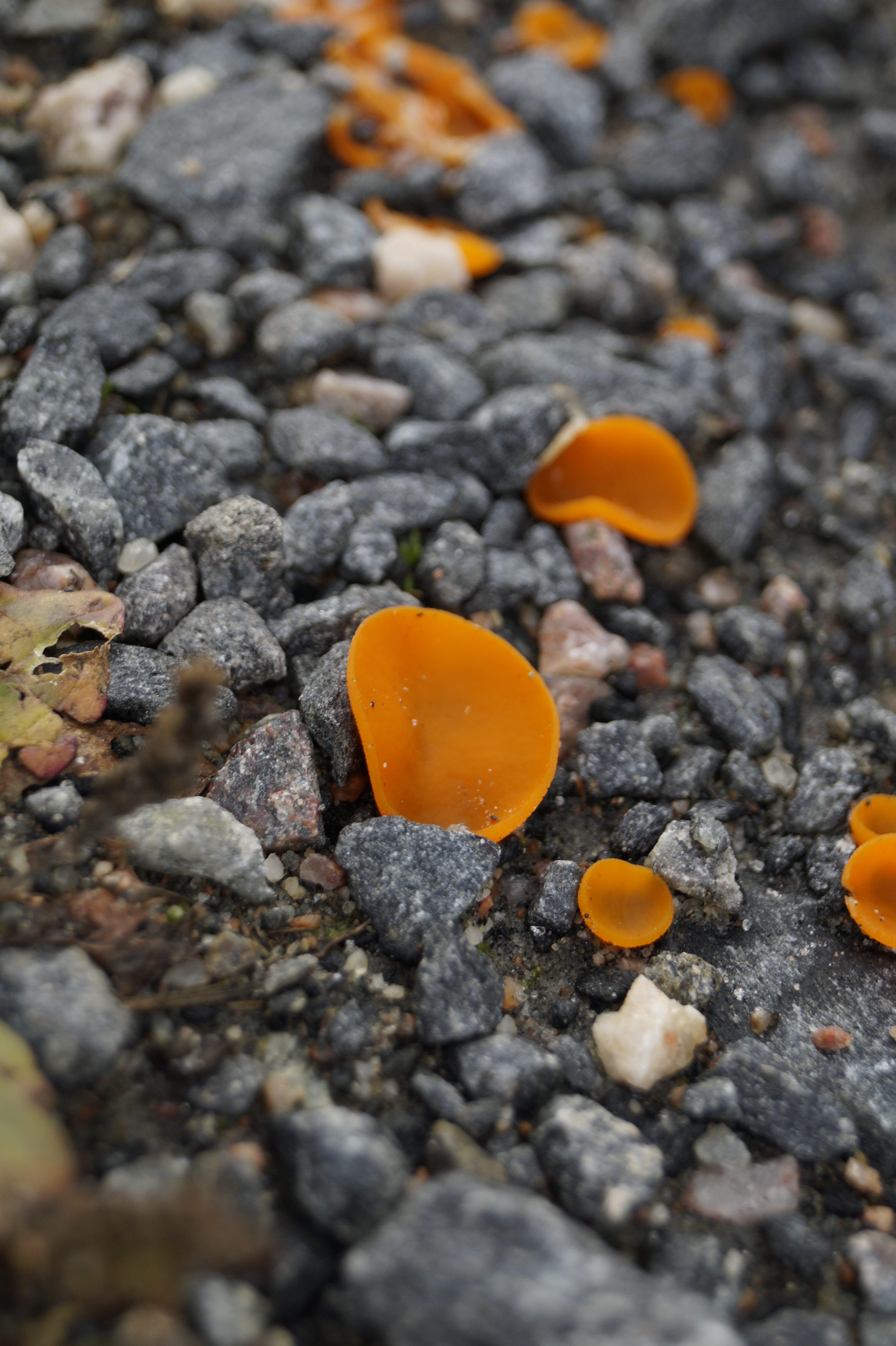 Gallery Nature Photograph 1