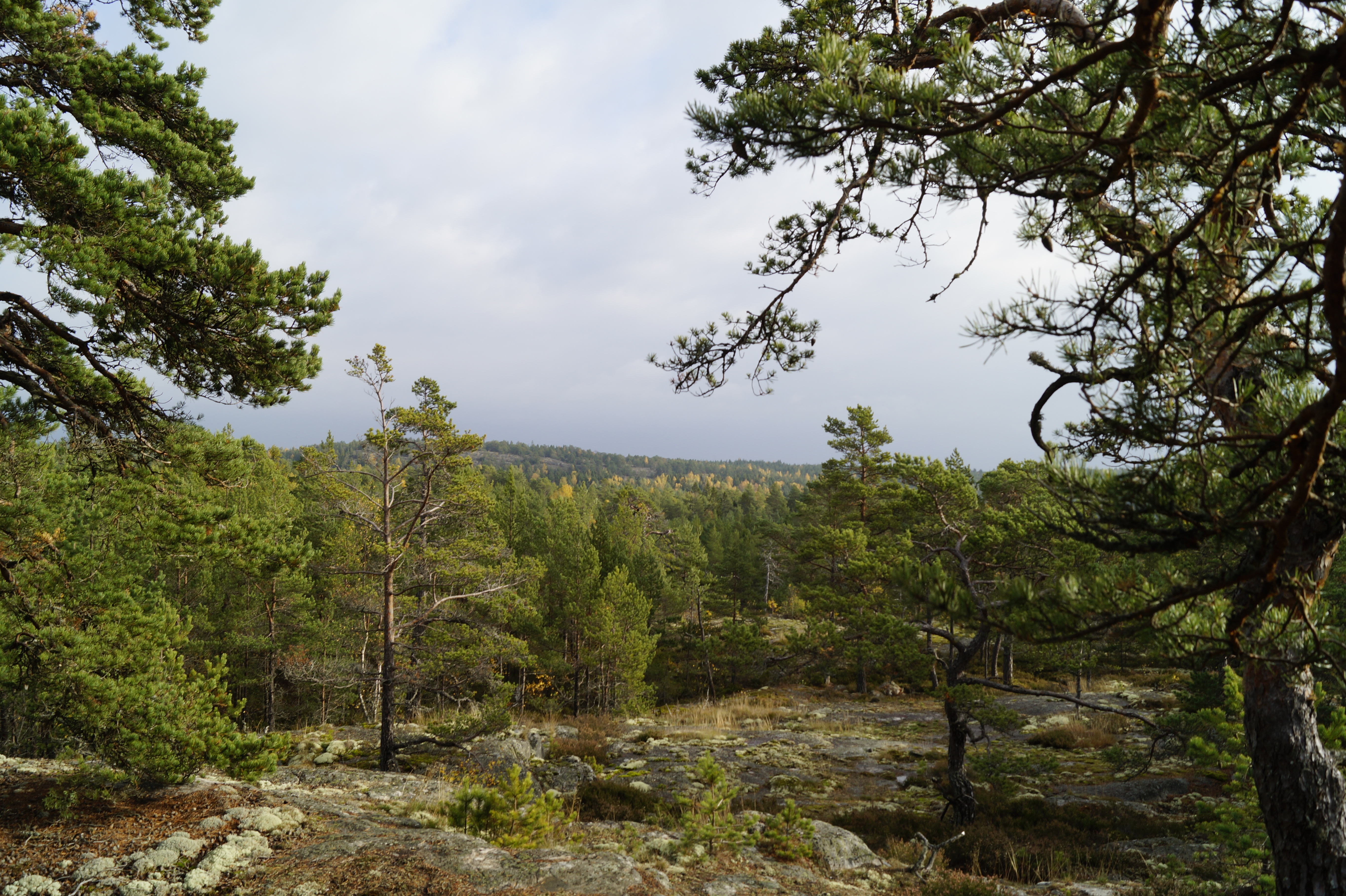 Gallery Nature Photograph 4