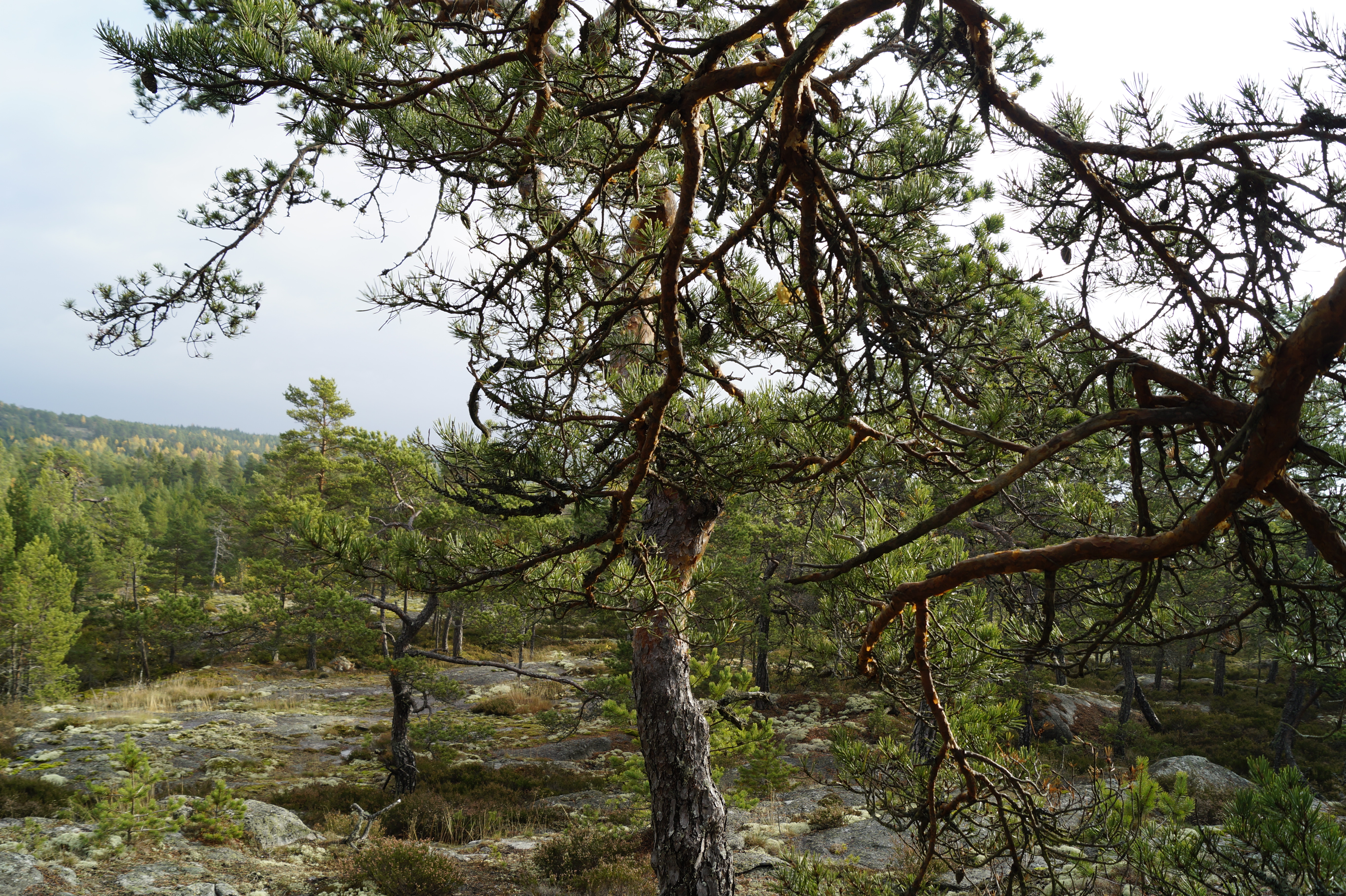 Gallery Nature Photograph 5