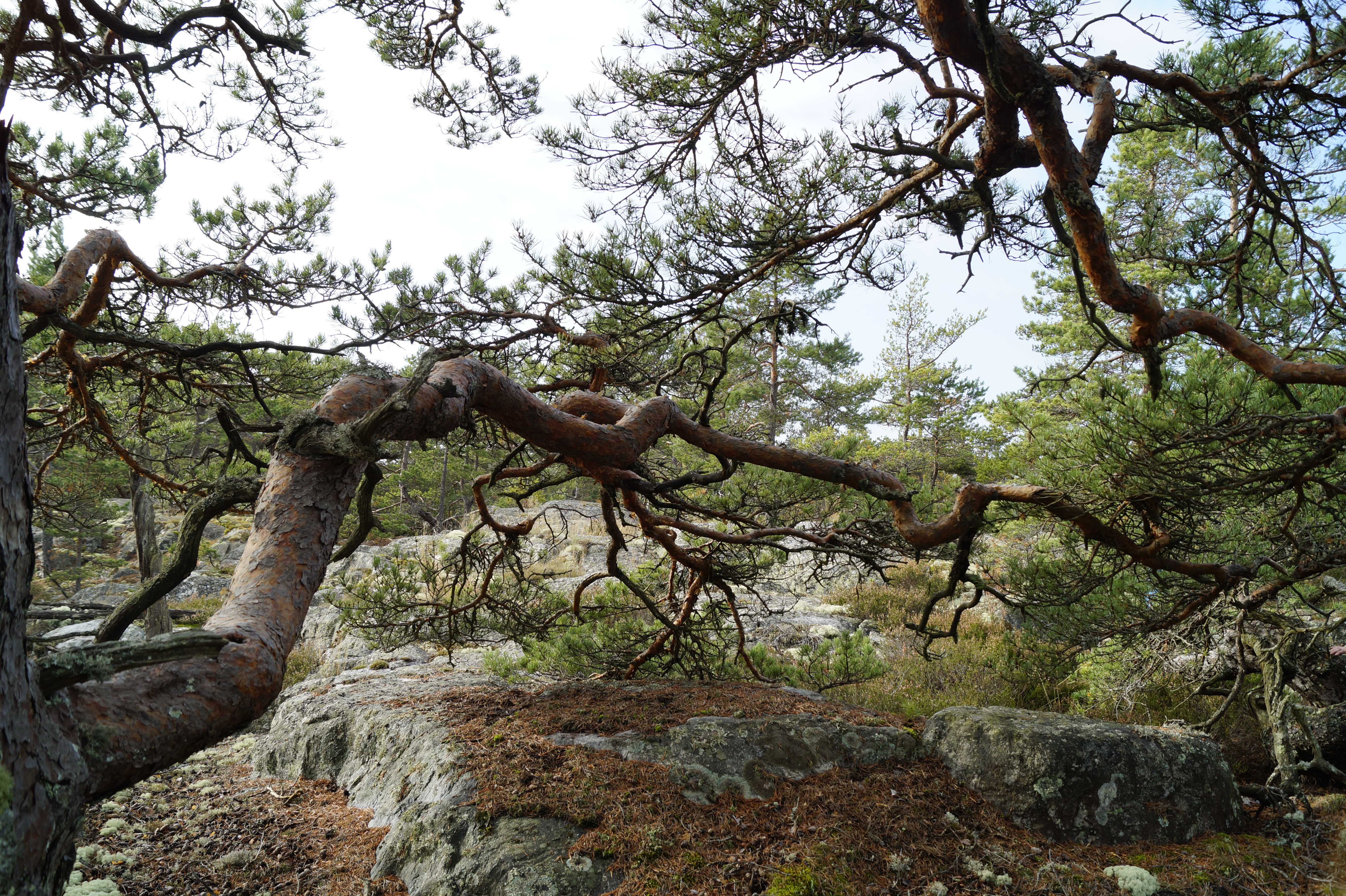 Gallery Nature Photograph 6