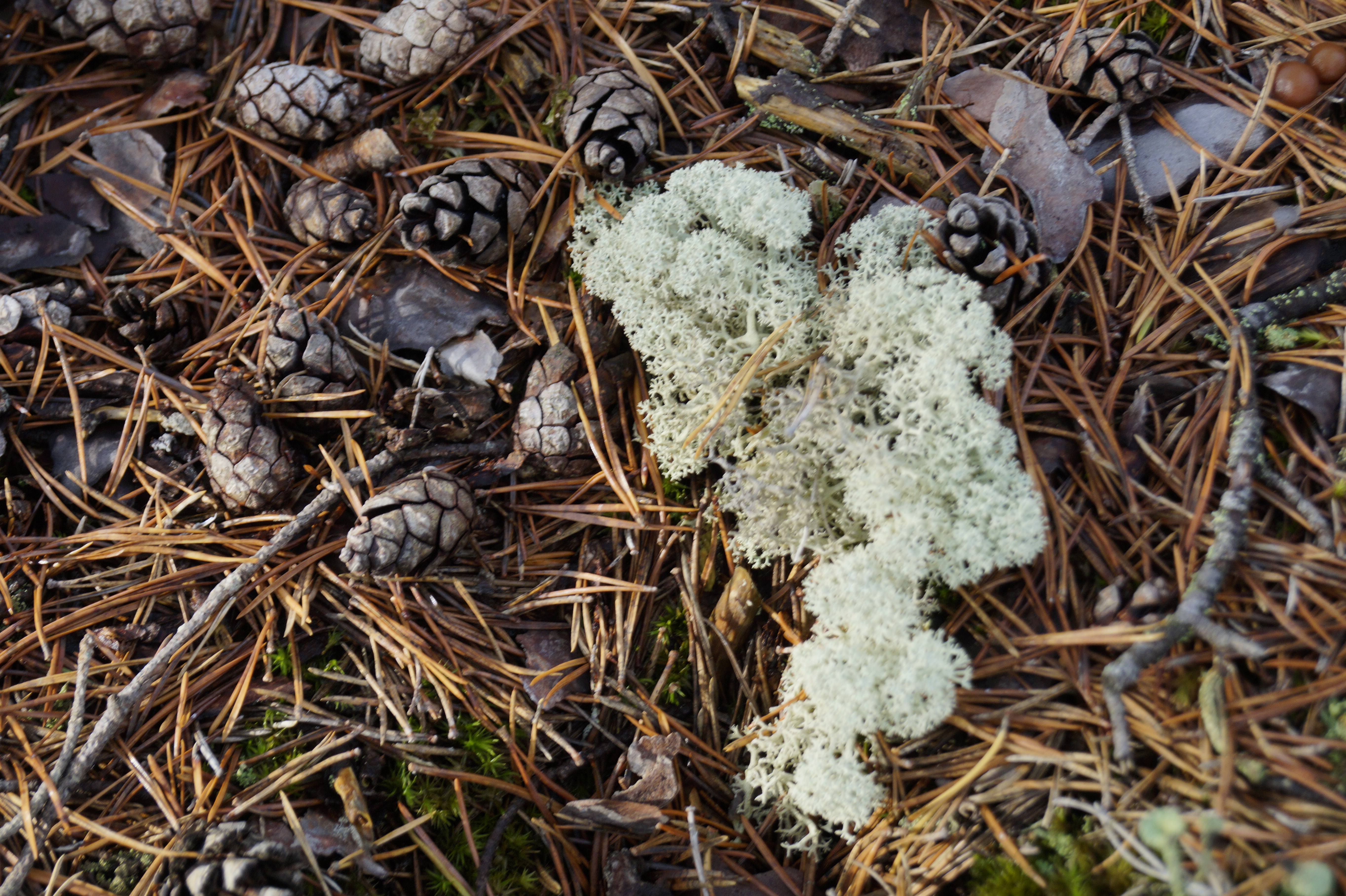 Gallery Nature Photograph 8