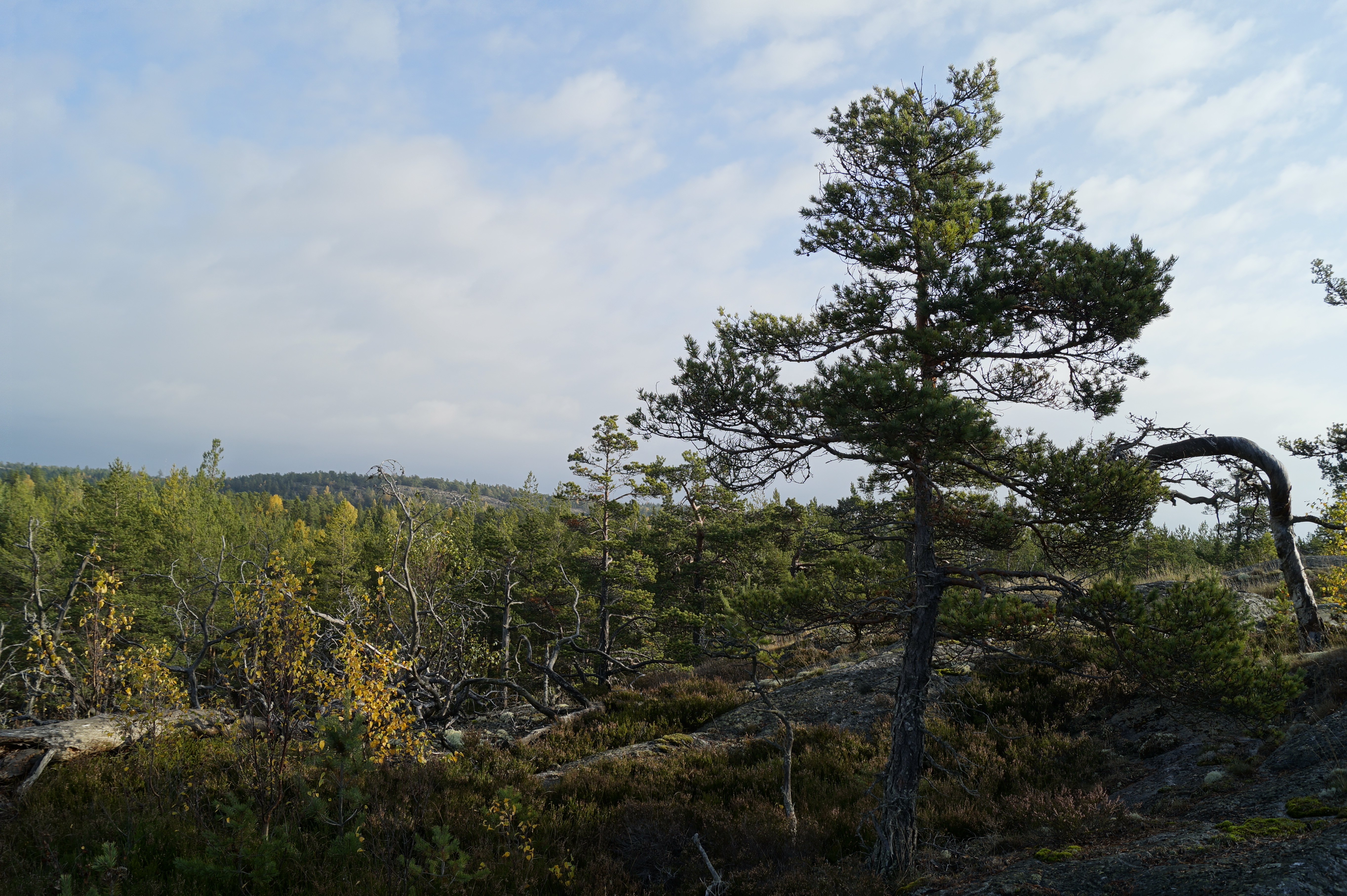 Gallery Nature Photograph 11