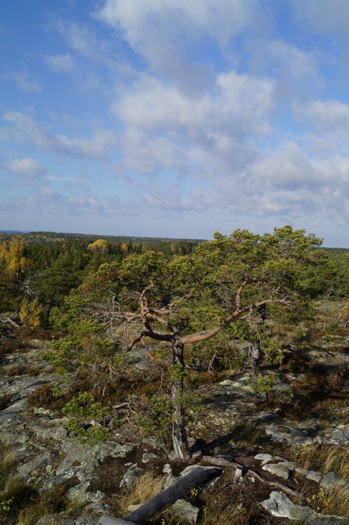 Purunpään Laavu – Finnish Nature